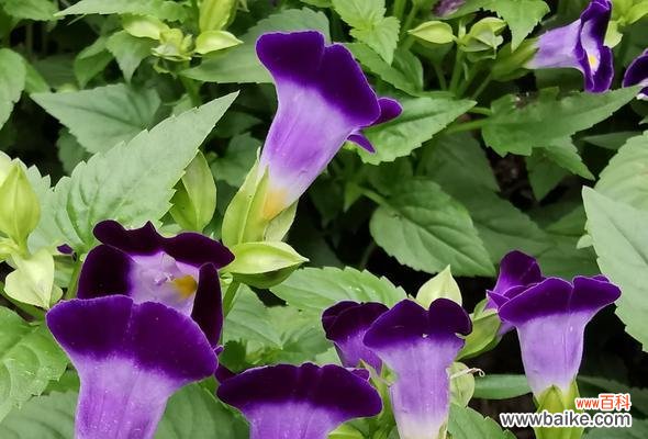 揭开玄参科植物的共性特征与独特之处 探秘玄参科植物的神秘之处