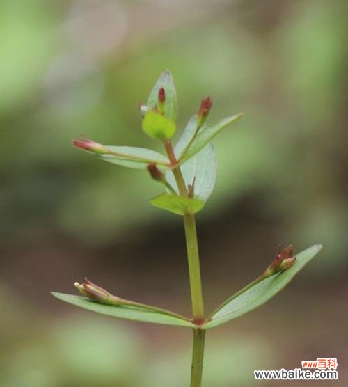 揭开玄参科植物的共性特征与独特之处 探秘玄参科植物的神秘之处