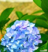 一朵绽放的心愿——绣球花的象征意义 绣球花的花语与寓意