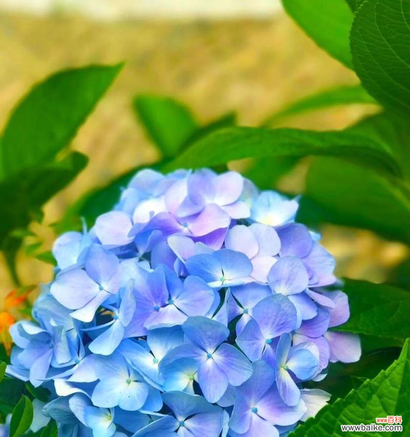 一朵绽放的心愿——绣球花的象征意义 绣球花的花语与寓意