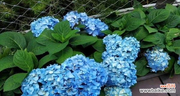 一朵绽放的心愿——绣球花的象征意义 绣球花的花语与寓意