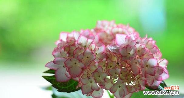 探寻绣球花的象征意义与传承之美 绣球花的花语及寓意