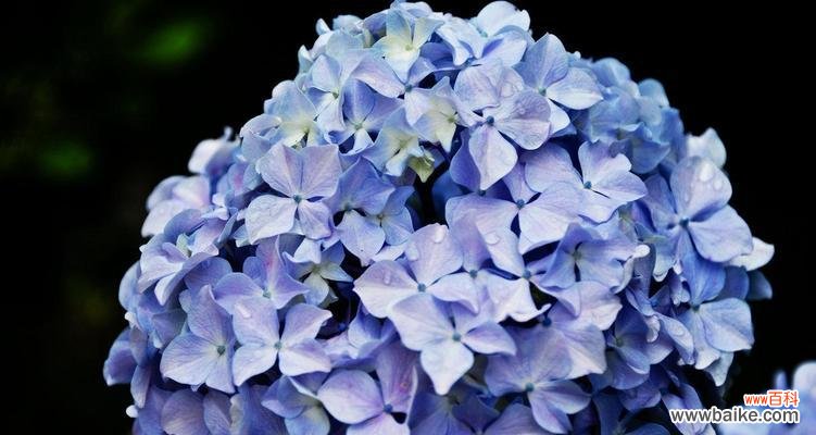 探寻绣球花的象征意义与传承之美 绣球花的花语及寓意