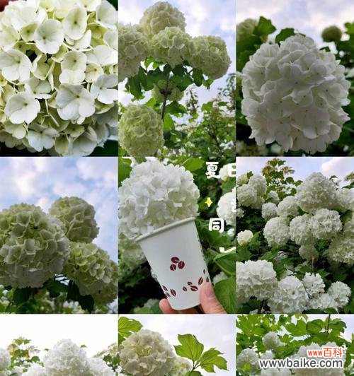 探寻绣球花的象征意义与传承之美 绣球花的花语及寓意