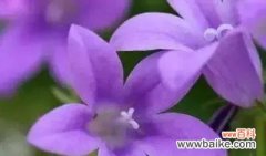 熏衣草的深意与神秘 熏衣草的花语与寓意