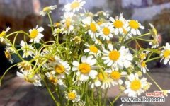 瑞典国花洋甘菊的花语及寓意与个人内心的抚慰和启示 洋甘菊花语与寓意