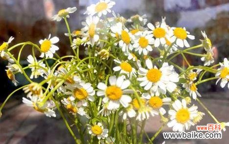 瑞典国花洋甘菊的花语及寓意与个人内心的抚慰和启示 洋甘菊花语与寓意