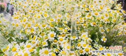 瑞典国花洋甘菊的花语及寓意与个人内心的抚慰和启示 洋甘菊花语与寓意