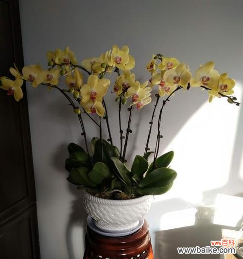 探索香气的魅力与美好 以一抹香开花