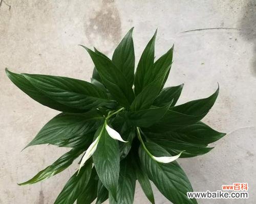 生命如花 一帆风顺,花开寓意大好