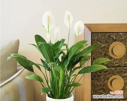 生命如花 一帆风顺,花开寓意大好