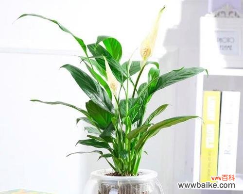 生命如花 一帆风顺,花开寓意大好