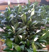 探寻花朵与人生的契合之美 一帆风顺花的寓意与象征