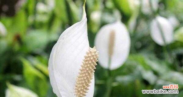 花语中的吉祥与顺遂 花开一帆风顺，寓意美好无限