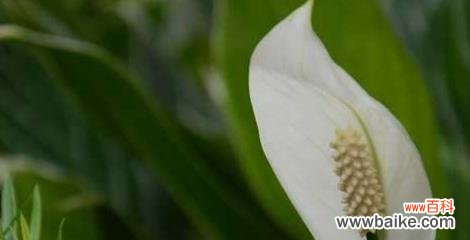 花语中的吉祥与顺遂 花开一帆风顺，寓意美好无限