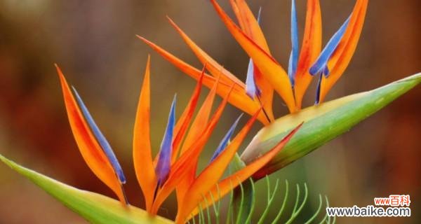 探寻黄桷兰的文化内涵与地方特色 宜宾市花黄桷兰的象征意义