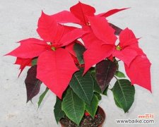 美丽的一品红 一品红花语与寓意