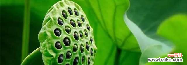 探寻莲蓬在风水中的奥秘 以莲蓬的寓意和象征风水