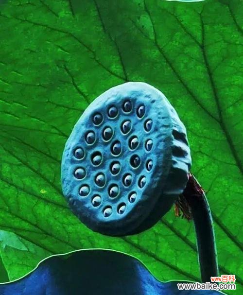 汇聚灵气的莲蓬 莲蓬的象征意义与意蕴