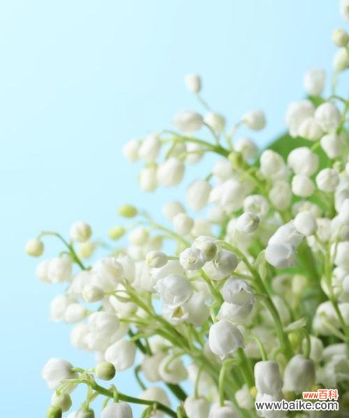 自由 铃兰花语与寓意