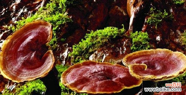 探索灵芝背后的神秘力量 灵芝的象征意义与功效