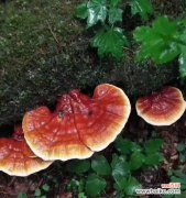 探索灵芝背后的神秘力量 灵芝的象征意义与功效