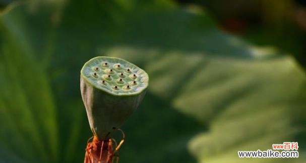 揭示莲蓬的多重象征与内涵 莲蓬的象征意义和寓意