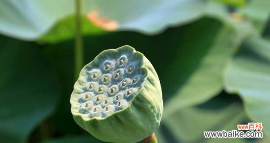 揭示莲蓬的多重象征与内涵 莲蓬的象征意义和寓意