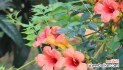 揭秘凌霄花的神秘力量 凌霄花风水寓意与作用