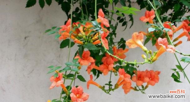 揭秘凌霄花的神秘力量 凌霄花风水寓意与作用