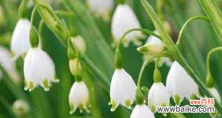 探寻铃兰的美丽与哲理 铃兰花语及代表意义