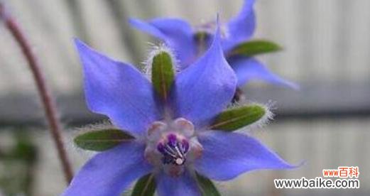 以琉璃苣的花语和寓意探寻人生的意义 琉璃苣