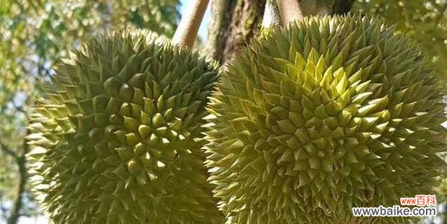 榴莲的象征意义与文化影响力 榴莲