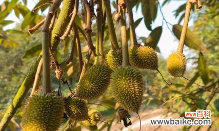 榴莲的象征意义与文化影响力 榴莲