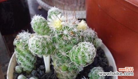 以琉璃翠的花语与意义 以琉璃翠之花语——美丽与希望