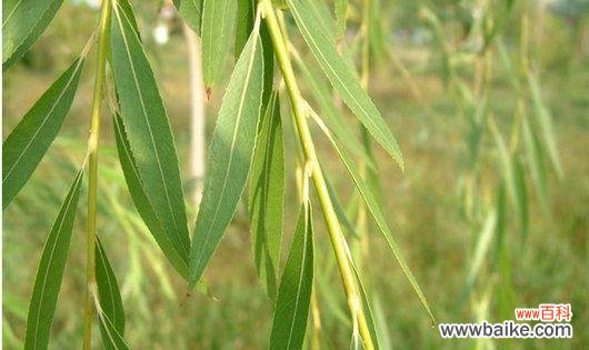 揭示柳树在人们心中的形象及其在风水学中的重要作用 柳树的寓意与象征风水