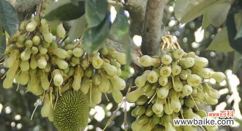 探究榴莲的风味 榴莲
