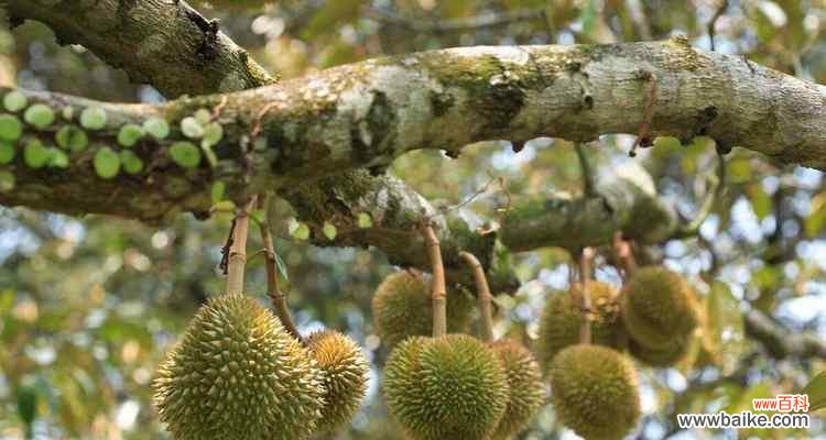 探究榴莲的风味 榴莲