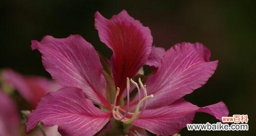 探索洋紫荆花的文化内涵与社会价值 洋紫荆花