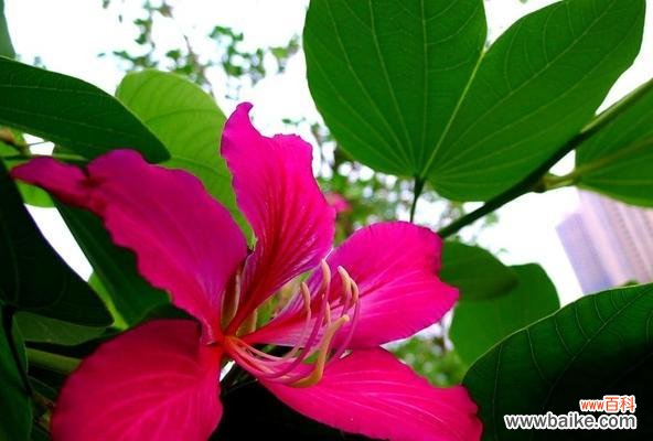 探索洋紫荆花的文化内涵与社会价值 洋紫荆花