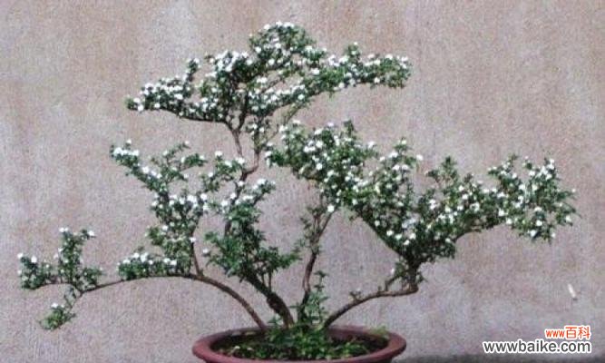 六月雪的花语与寓意解读 六月雪