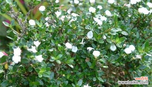 六月雪的花语与寓意解读 六月雪