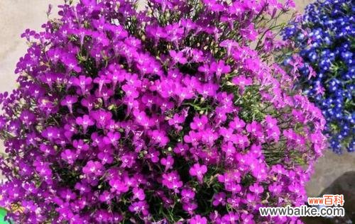 揭示六倍利花的神奇之处及合适摆放位置 以六倍利花的风水寓意与摆放位置