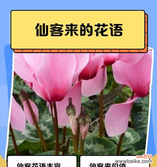 传递爱意的花朵,格桑花的浪漫之语 以格桑花的爱情花语