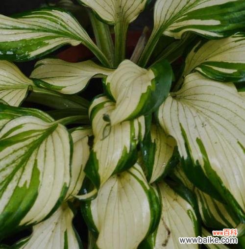 以硬叶林代表植物的叶片结构和适应性 常绿硬叶林的叶片特点及其生态意义