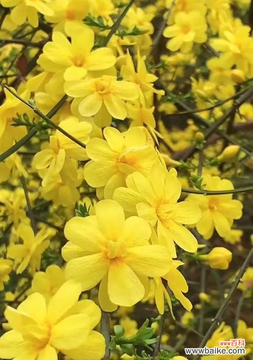 揭开迎春花的花语之谜 迎春花