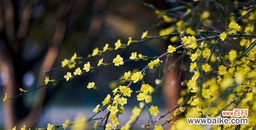 揭开迎春花的花语之谜 迎春花