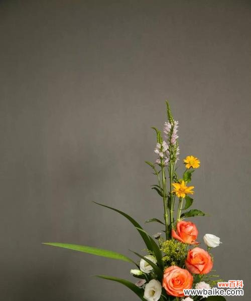 自由的象征花语及其含义解析 自由之花