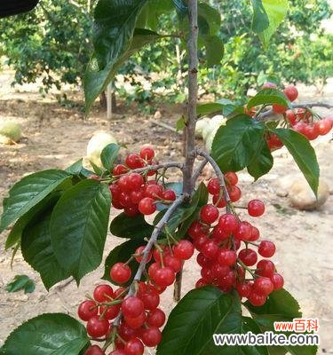 美味与情感的结合 樱桃的象征意义