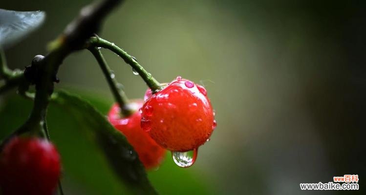 美味与情感的结合 樱桃的象征意义